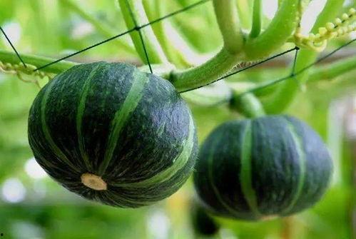 普宁芸朵吃瓜视频,揭秘网红美食背后的故事