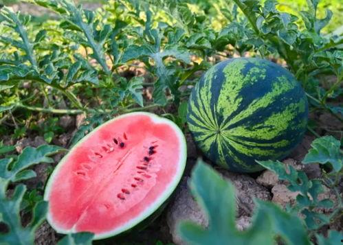 普宁芸朵吃瓜视频,揭秘网红美食背后的故事