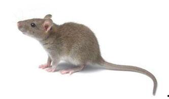 老鼠吃蜜瓜吗会死吗视频,老鼠食用后果揭秘