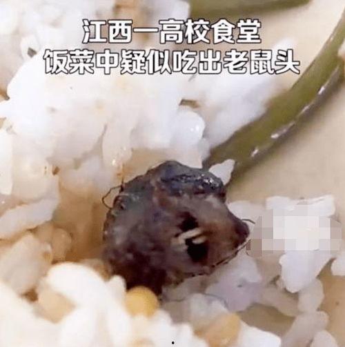 老鼠吃蜜瓜吗会死吗视频,老鼠食用后果揭秘