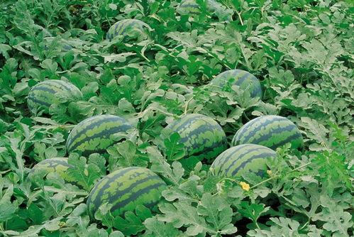 种田瓜有虫吃咋办视频,守护丰收的秘密武器