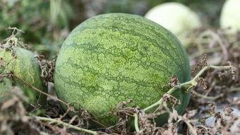 兰州最近吃瓜事件视频,一场网络热议背后的真相揭秘