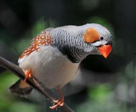 珍珠鸟可以吃蜜瓜吗视频,探索鸟类新食趣