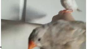 珍珠鸟可以吃蜜瓜吗视频,探索鸟类新食趣