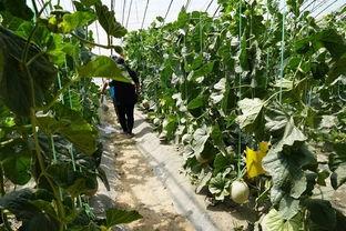 曹县的吃瓜视频,揭秘乡村生活趣味瞬间