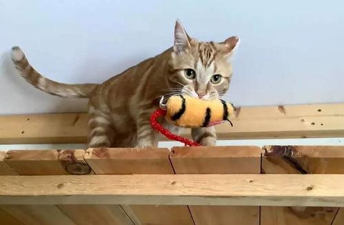 小猫吃板栗瓜好吗视频,揭秘板栗瓜对猫咪的益处与风险