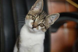 小猫吃板栗瓜好吗视频,揭秘板栗瓜对猫咪的益处与风险