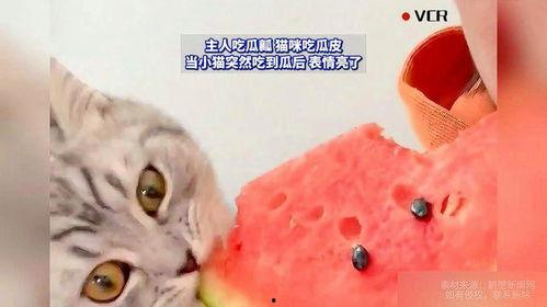 小猫吃板栗瓜好吗视频,揭秘板栗瓜对猫咪的益处与风险