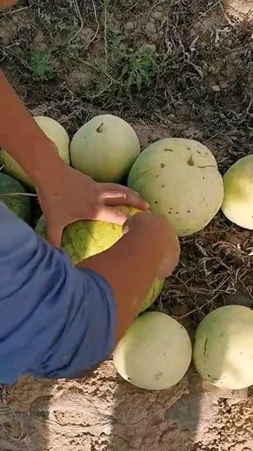 吃瓜视频用什么打开,吃瓜视频，究竟用什么打开？