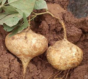 土瓜怎么吃不寒凉呢视频,告别寒凉，享受健康美味