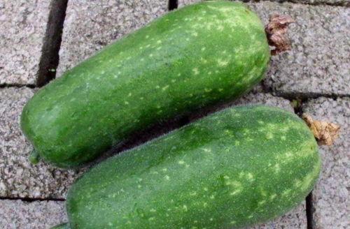 土瓜怎么吃不寒凉呢视频,告别寒凉，享受健康美味