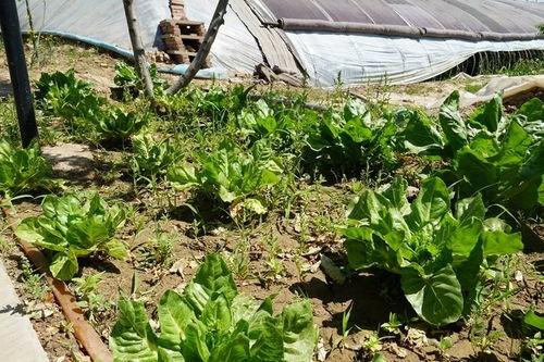 什么瓜能搭架子吃呢视频,探索搭架子吃瓜的乐趣