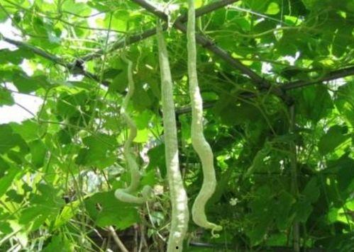 这样吃蛇瓜最好吃吗视频,揭秘蛇瓜美味烹饪秘诀