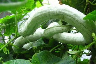 这样吃蛇瓜最好吃吗视频,揭秘蛇瓜美味烹饪秘诀