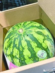 武汉吃瓜大全视频,吃瓜大全视频带你领略地道风味