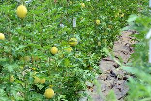 吃生态瓜的视频