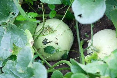 吃生态瓜的视频