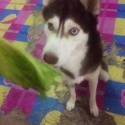 哈士猪吃瓜最新视频,最新吃瓜视频萌态十足