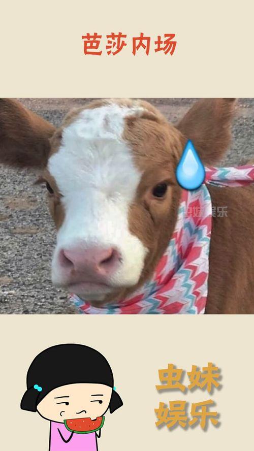 抖音小羊吃瓜视频大全集,小羊吃瓜视频大全集，笑料横生，欢乐无限