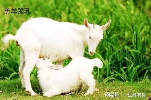 抖音小羊吃瓜视频大全集,小羊吃瓜视频大全集，笑料横生，欢乐无限