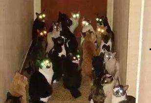 英国群众吃瓜视频,群众围观吃瓜视频，揭秘英国日常生活一幕