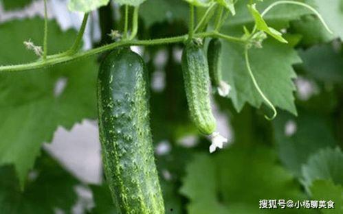 巨野吃瓜视频推荐,揭秘热门话题背后的真相与笑料